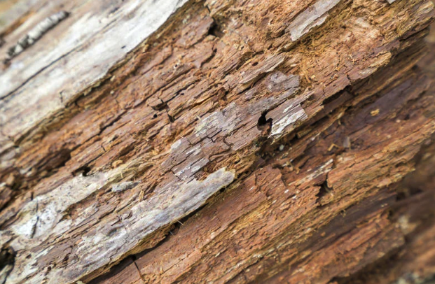 jasa anti rayap bandung